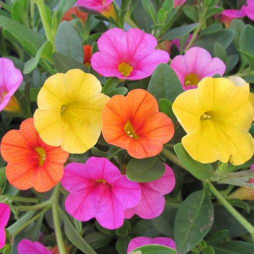Candyland Annual Combination features brightly colored petunias in yellow, orange, and pink with green leaves, creating a vibrant and cheerful display perfect for any hanging basket planter - Photo Courtesy of Proven Winners, Inc.