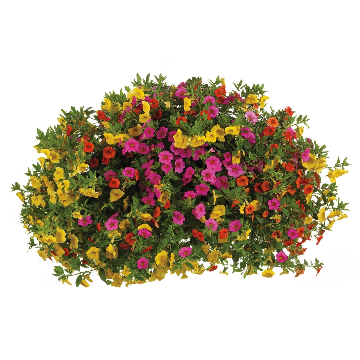 The Candyland Annual Combination features vibrant pink, yellow, orange, and red blossoms with lush green foliage, creating a stunning display for your hanging basket planter - Photo Courtesy of Proven Winners, Inc. Decorative pot not included.