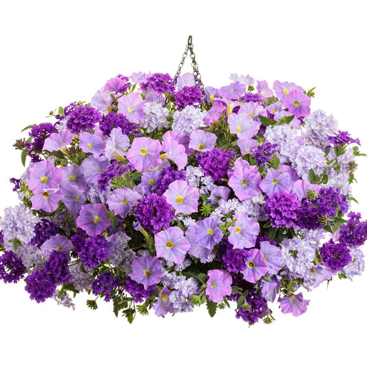 The Hidden Cottage Annual Combination features a mix of light and dark purple flowers with Supertunia Blue Skies petunias, verbena, and green foliage - Photo Courtesy of Proven Winners, Inc. Decorative pot not included.
