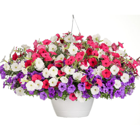 The Pleasant Vista Annual Combination features Supertunia Vista petunias in vibrant white, pink, and purple with lush green leaves, overflowing from a hanging white planter - Photo Courtesy of Proven Winners, Inc. Decorative pot not included.