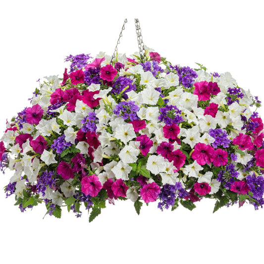 A hanging basket filled with blooming petunias, like the Raspberry Yogurt Annual Combination, in vibrant white, pink, and purple shades creates a striking addition to container gardens, with lush green leaves peeking through the blooms - Photo Courtesy of Proven Winners, Inc. Decorative pot not included.
