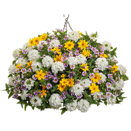 The Rockin' Out Annual Combination hanging basket features lush green foliage, clusters of white flowers, bright yellow blossoms, and small purple and yellow blooms - Photo Courtesy of Proven Winners, Inc. Decorative pot not included.