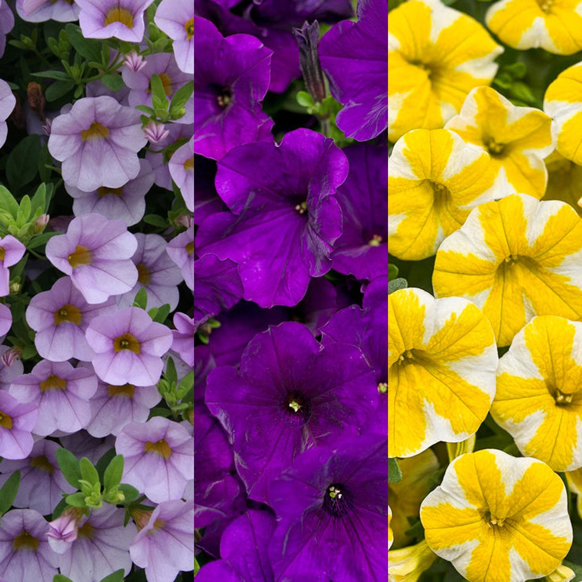 A split image features the Slice of Heaven Annual Combo Kit: deep purple Supertunia Royal Velvet petunias in the center, light purple blooms on the left, and Superbells Lemon Slice with yellow and white edges on the right - Photo Courtesy of Proven Winners.