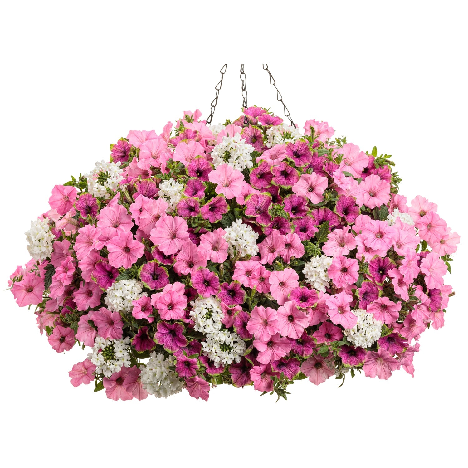 In Love Again' Annual Combination | Purple, Pink & White
