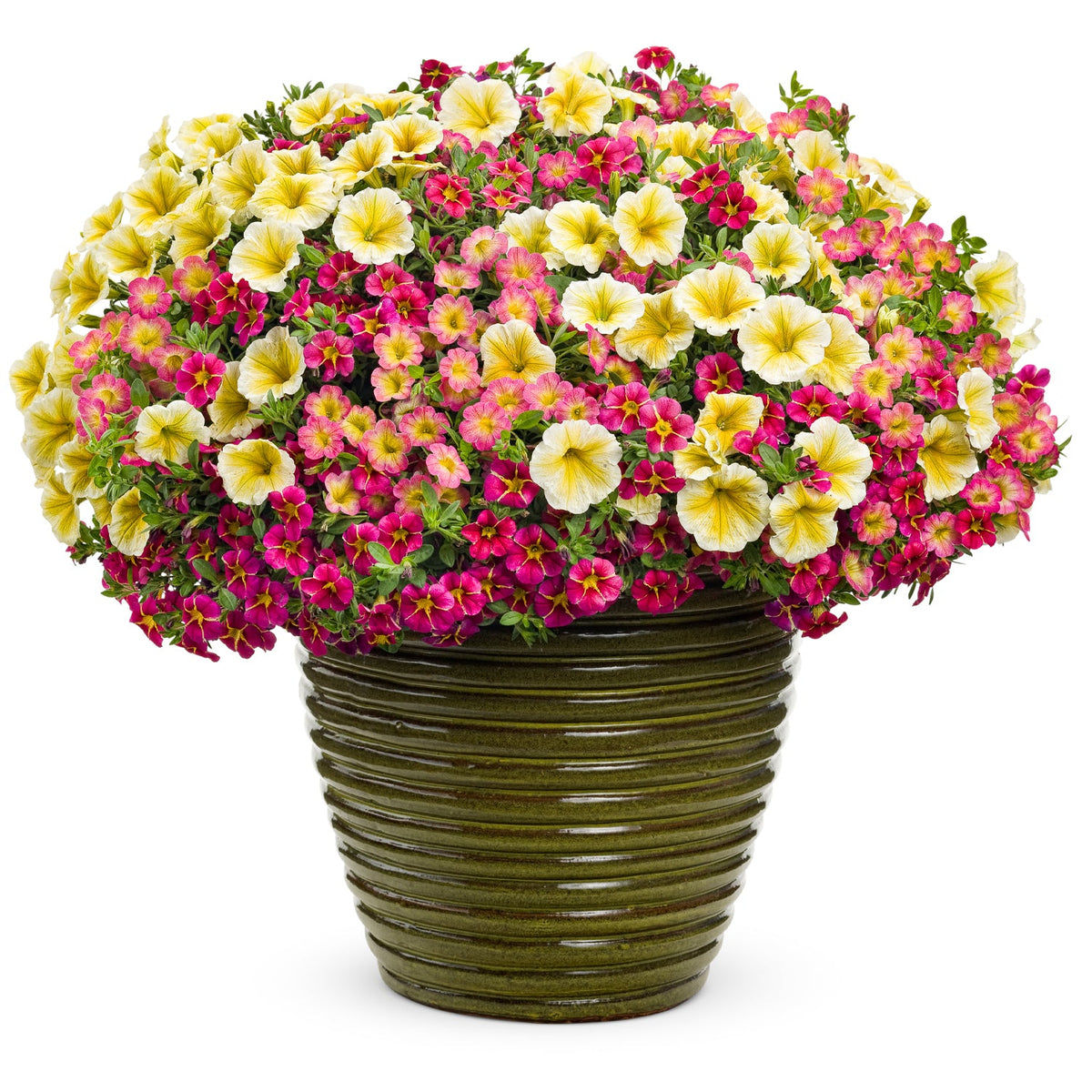 The Aloha Annual Combo Kit features a large, round green ceramic pot planted with vibrant yellow Supertunia Saffron Finch, pink Superbells Cherry Star, and calibrachoa for a lush, colorful display - Photo Courtesy of Proven Winners. Container not included.