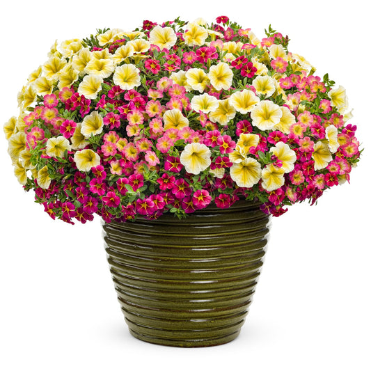The Aloha Annual Combo Kit features a large, round green ceramic pot planted with vibrant yellow Supertunia Saffron Finch, pink Superbells Cherry Star, and calibrachoa for a lush, colorful display - Photo Courtesy of Proven Winners. Container not included.