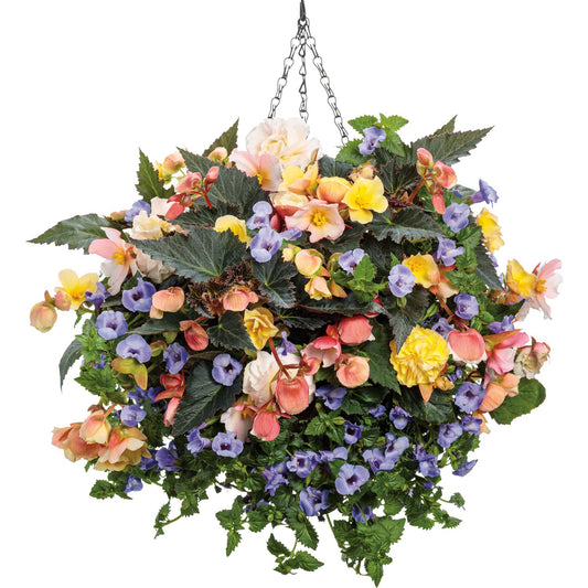 The Double Dutch Annual Combo Kit in a hanging basket featuring vibrant annuals like Double Delight Begonia and Summerwave Large Blue, with lush green foliage, all elegantly suspended by a black chain - Photo Courtesy of Proven Winners. Container not included.
