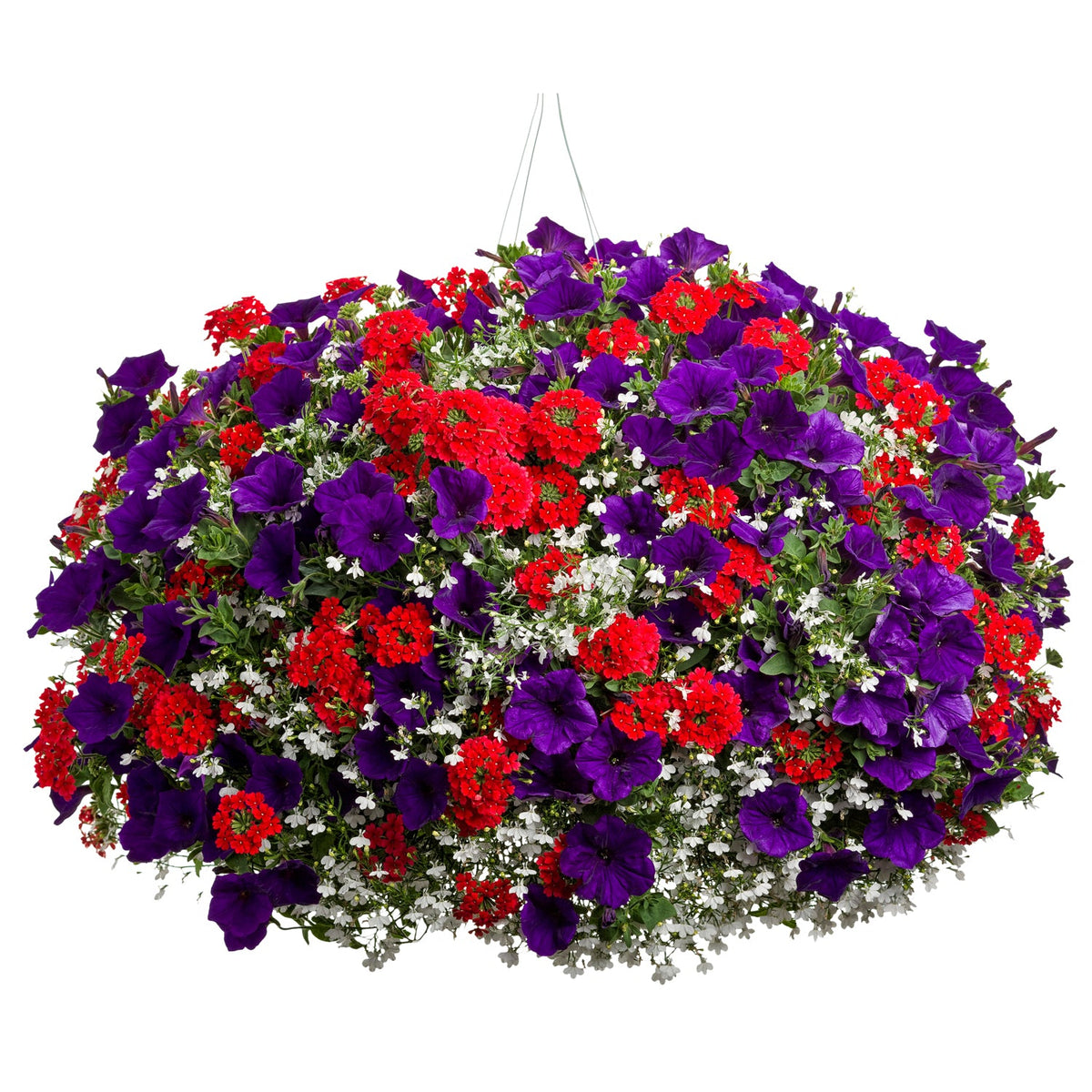 The Fireworks Annual Combo Kit features a lush hanging basket with vibrant purple Supertunia Royal Velvet, red Scarlet Star Verbena, and white blooms, all densely arranged with green foliage for a stunning display - Photo Courtesy of Proven Winners. Container not included.