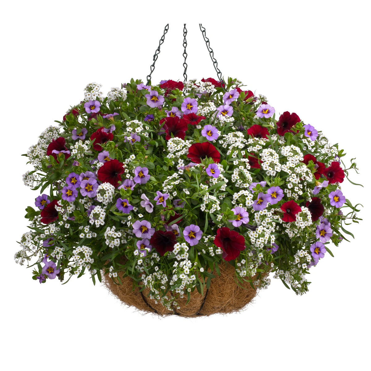 The Stripes and Bright Stars Annual Combo Kit planted in a hanging basket filled with vibrant blooms in white, purple, and deep red, lush green foliage, lined with natural coconut fiber, and suspended by sturdy metal chains - Photo Courtesy of Proven Winners. Container not included.