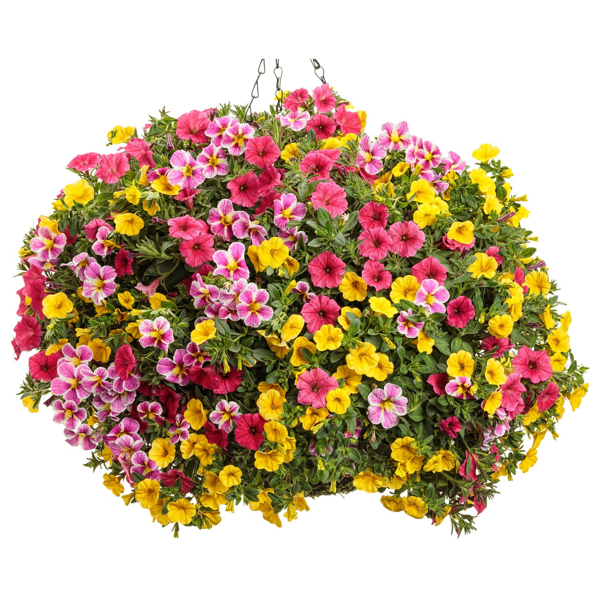 The Va Va Voom Annual Combo Kit creates a hanging basket bursting with yellow, pink, and magenta blooms, accented by lush green foliage - Photo Courtesy of Proven Winners. Container not included.