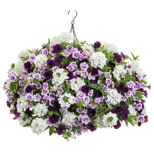 The Victoria Lake Annual Combo Kit creates a hanging basket overflowing with lush white and purple annuals, accented by green leaves. The arrangement is suspended securely by sturdy metal chains and a hook - Photo Courtesy of Proven Winners. Container not included.