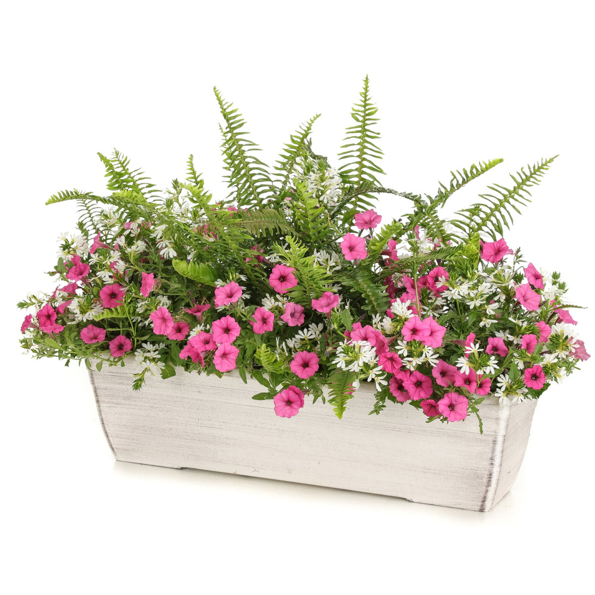 The White Hot Annual Combo Kit features a rectangular white planter filled with lush ferns, small white flowers, and vibrant Supertunia Hot Pink Charm petunias for a striking annual potted plant display - Photo Courtesy of Proven Winners. Container not included.