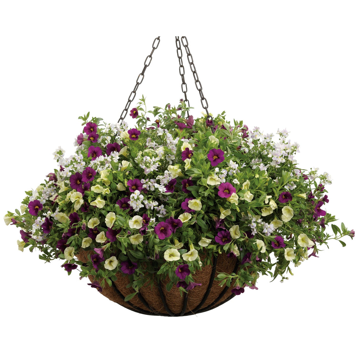 The Wishful Thinking Annual Combo Kit features a hanging basket with lush green foliage and Superbells Plum blooms in purple, white, and pale yellow on a metal chain - Photo Courtesy of Proven Winners. Container not included.