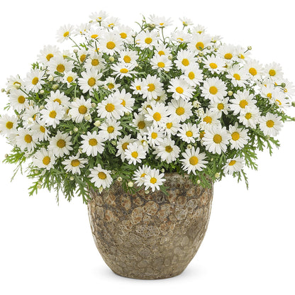 Pure White Butterfly® Marguerite Daisy (Argyranthemum) - Photo Courtesy of Proven Winners, Inc.