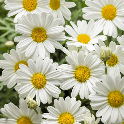 Pure White Butterfly® Marguerite Daisy (Argyranthemum) - Photo Courtesy of Proven Winners, Inc.