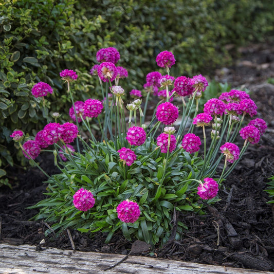 A cluster of Dreameria® 'Dream Weaver' Sea Thrift (Armeria) with round pink blooms and green leaves grows in a dark-soil garden bed with a wooden border, surrounded by lush green foliage - Photo Courtesy of Ball Horticulture, Inc.