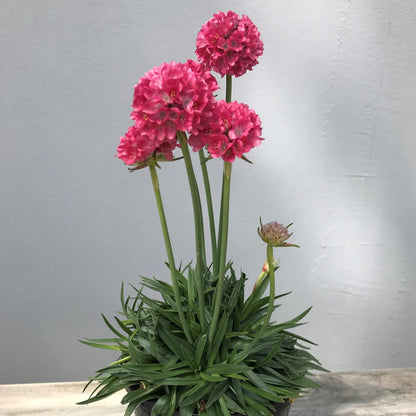Dreameria® 'Dreamland' Sea Thrift (Armeria) - Photo Courtesy of Ball Horticulure, Inc.