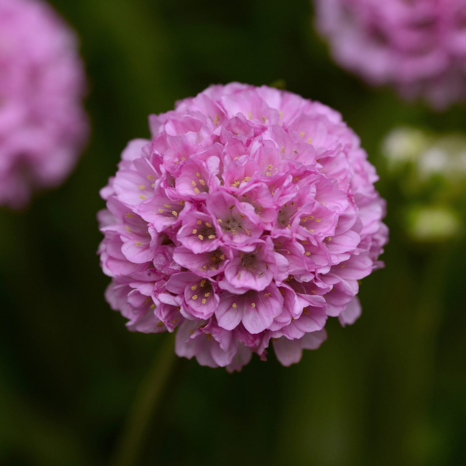 Dreameria® 'Sweet Dreams' Sea Thrift (Armeria) - Photo Courtesy of Ball Horticulure, Inc.