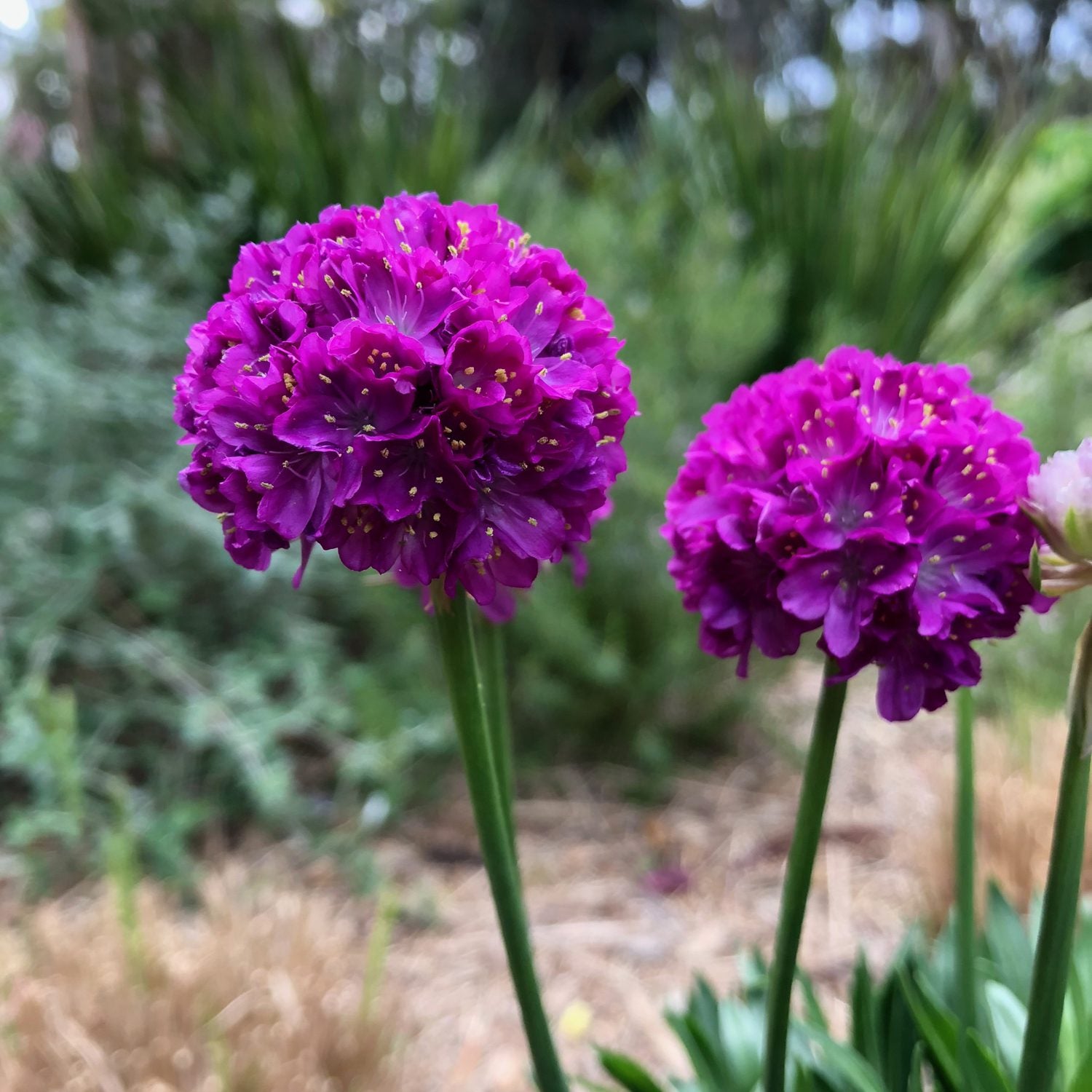 Dreameria® 'Vivid Dreams' Sea Thrift (Armeria) - Photo Courtesy of Ball Horticulure, Inc.