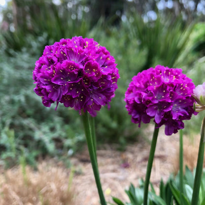 Dreameria® 'Vivid Dreams' Sea Thrift (Armeria) - Photo Courtesy of Ball Horticulure, Inc.