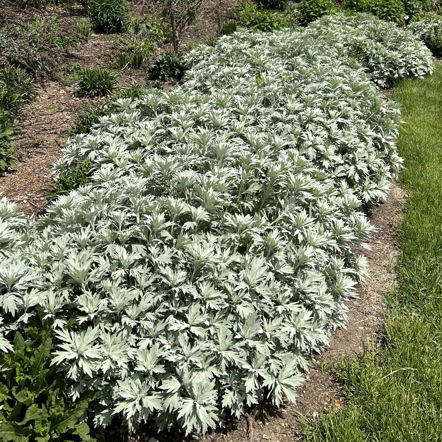 Silver Lining' Wormwood (Artemisia) - Photo Property of Garden Crossings LLC