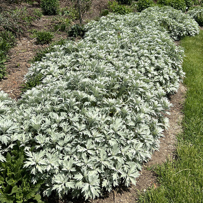 Silver Lining' Wormwood (Artemisia) - Photo Property of Garden Crossings LLC