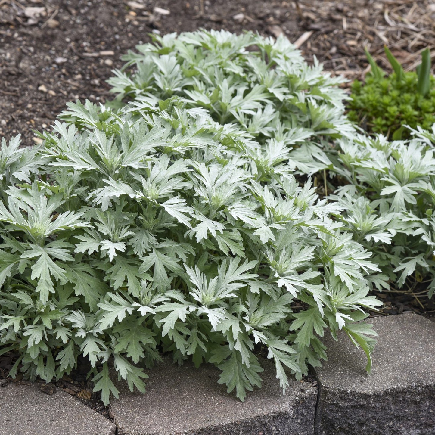 Silver Lining' Wormwood (Artemisia) - Photo Courtesy of Proven Winners, Inc.