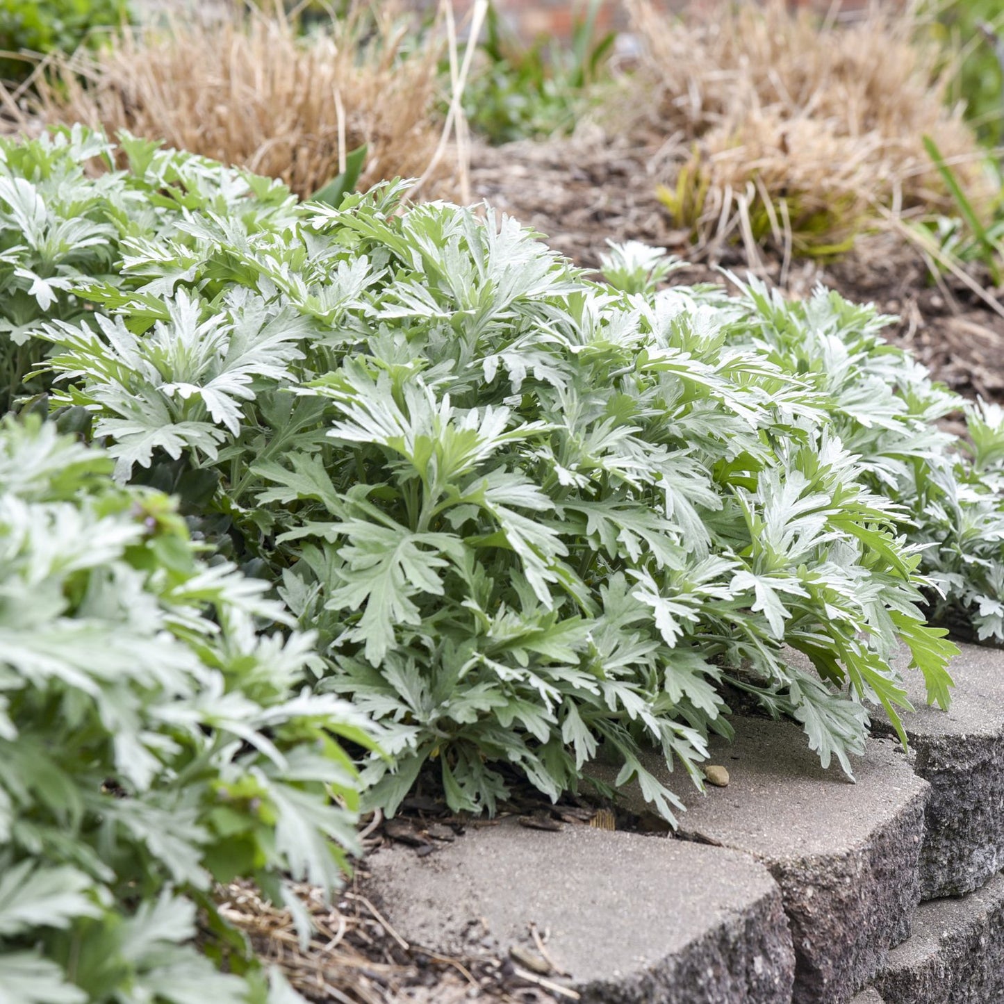 Silver Lining' Wormwood (Artemisia) - Photo Courtesy of Proven Winners, Inc.