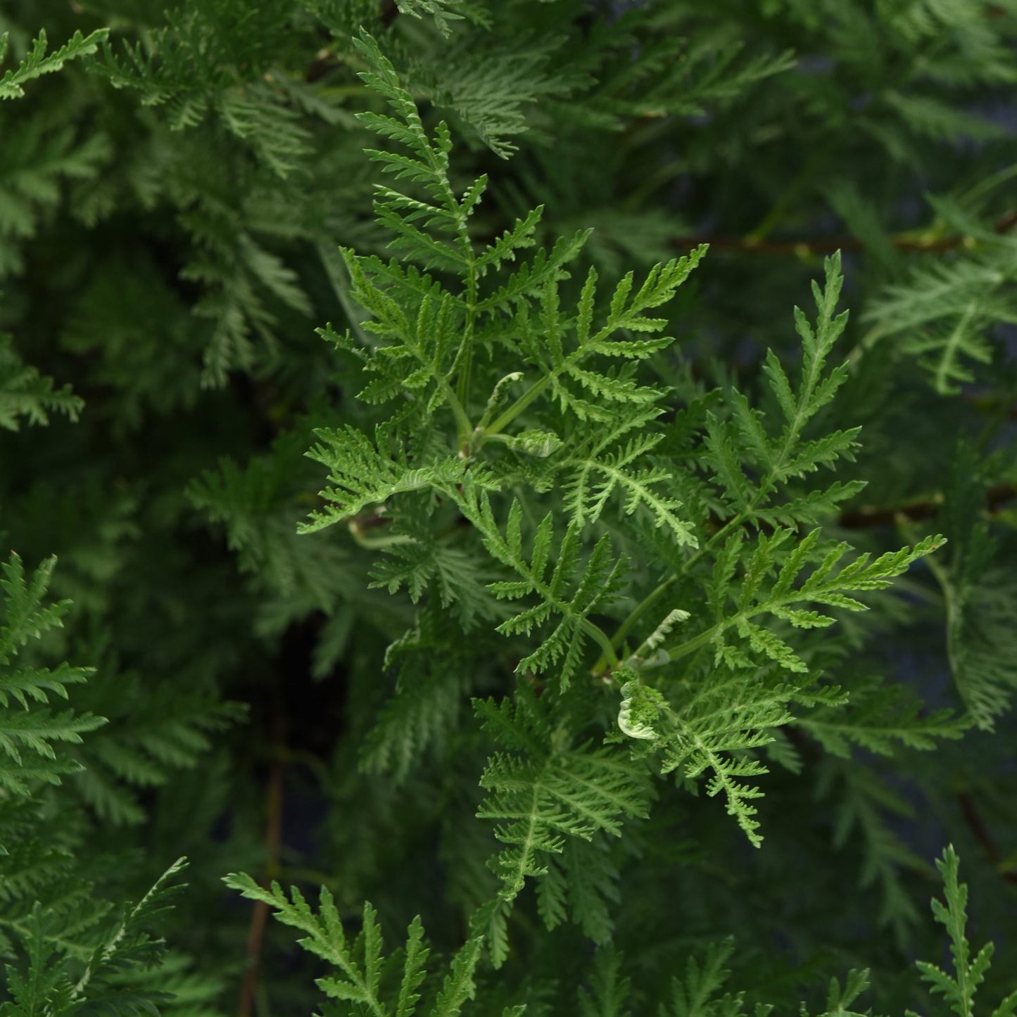Sunfern™ Olympia Wormwood (Artemisia) - Photo Courtesy of Ball Horticulure, Inc.