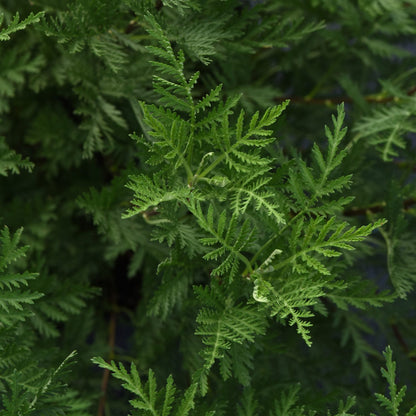 Sunfern™ Olympia Wormwood (Artemisia) - Photo Courtesy of Ball Horticulure, Inc.