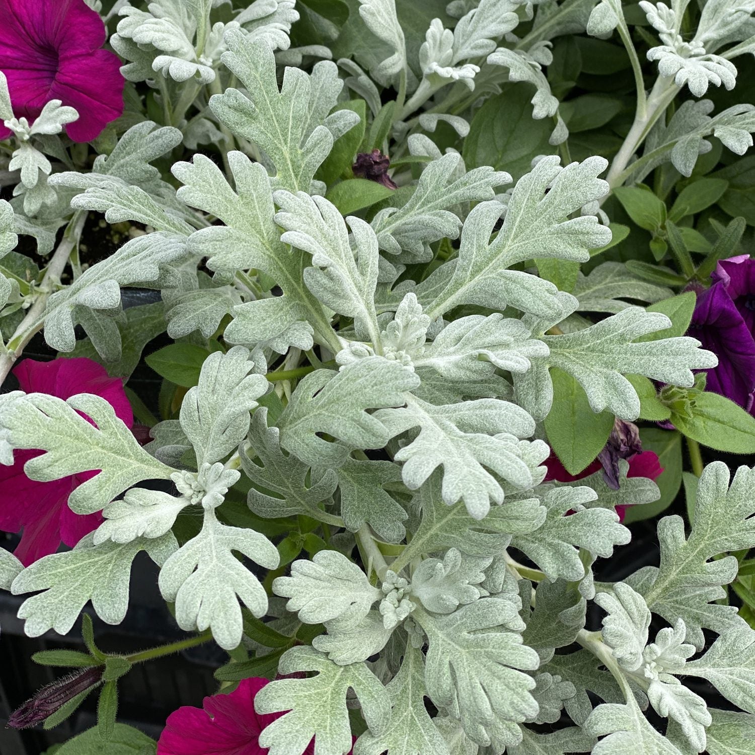 Silvery, lobed Silver Bullet® Wormwood (Artemisia) leaves with a velvety texture make elegant foliage accents among vibrant purple petunias and lush green plants - Photo Property of Garden Crossings LLC.