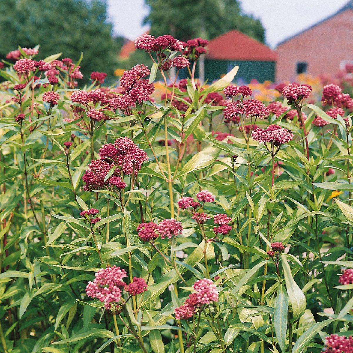 Swamp Milkweed (Asclepias), a native perennial features clusters of deep pink flowers in the garden with blurred trees and a red-roofed building in the background - Photo Courtesy of Ball Horticulture, Inc.