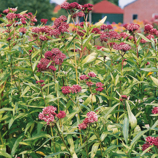 Tall green 'Soulmate' Milkweed (Asclepias) plants show clusters of small pink-purple flowers. In the background, blurred red-roofed farm buildings and greenery under a bright sky - Photo Courtesy of Ball Horticulture, Inc.