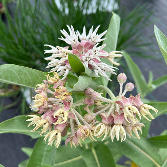 Close-up of Showy Milkweed (Asclepias) clusters with pale pink and cream star-shaped flowers and elongated green leaves, set against a blurred background - Photo Property of Garden Crossings LLC.