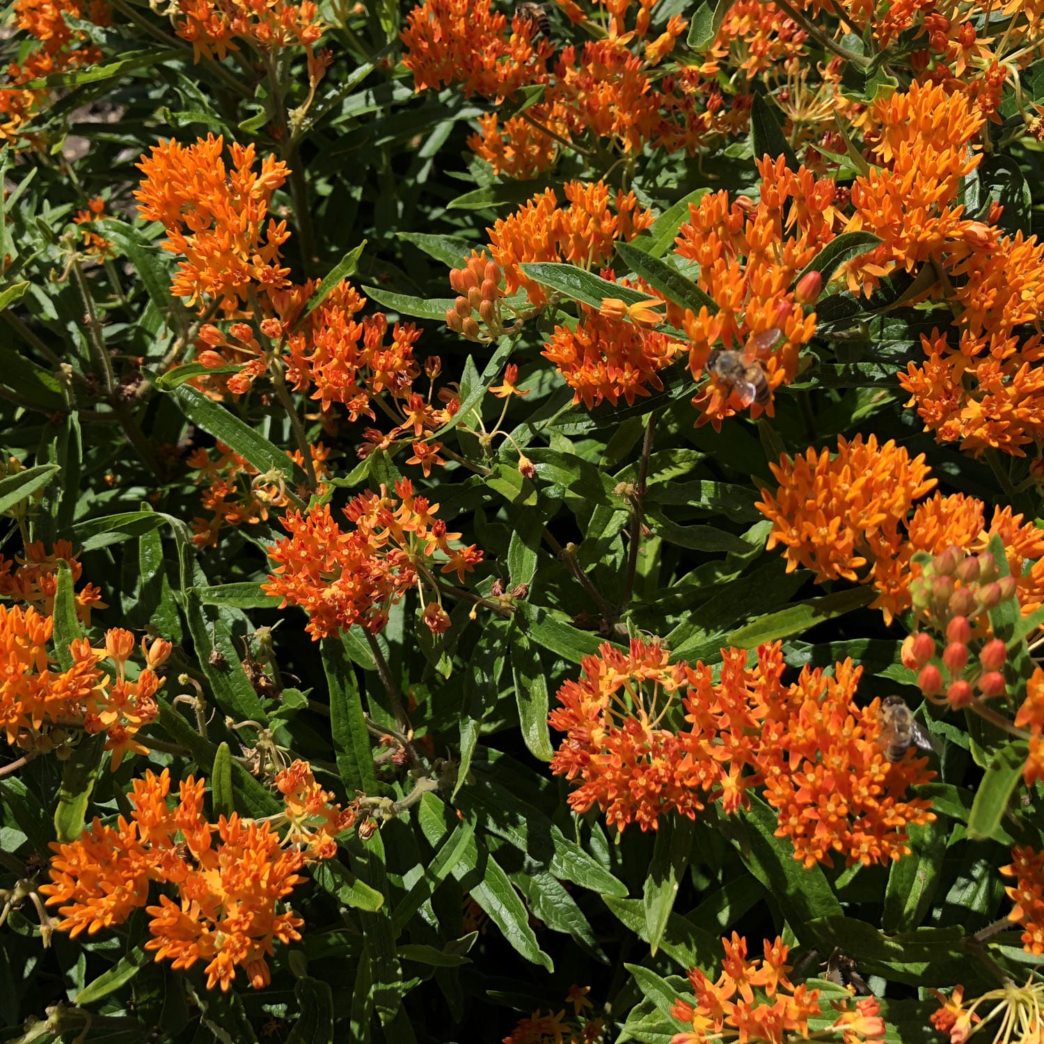 Butterfly Weed Milkweed (Asclepias) - Photo Property of Garden Crossings LLC