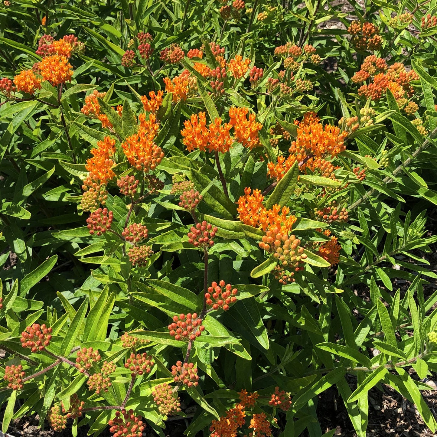 Butterfly Weed Milkweed (Asclepias) - Photo Property of Garden Crossings LLC