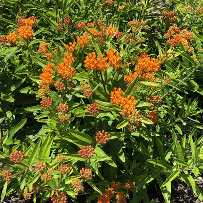 Butterfly Weed Milkweed (Asclepias) - Photo Property of Garden Crossings LLC