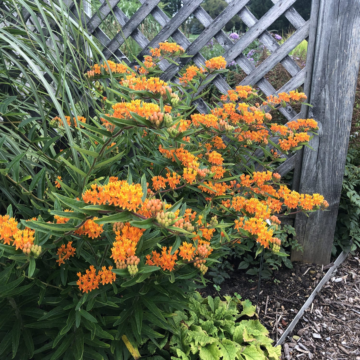 Butterfly Weed Milkweed (Asclepias) - Photo Property of Garden Crossings LLC