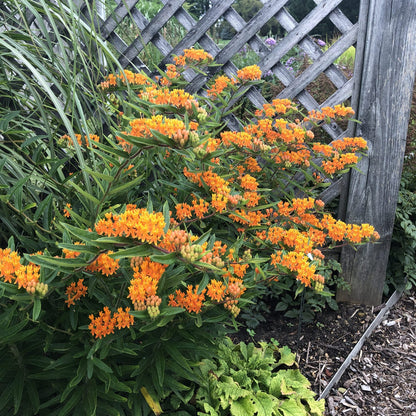 Butterfly Weed Milkweed (Asclepias) - Photo Property of Garden Crossings LLC
