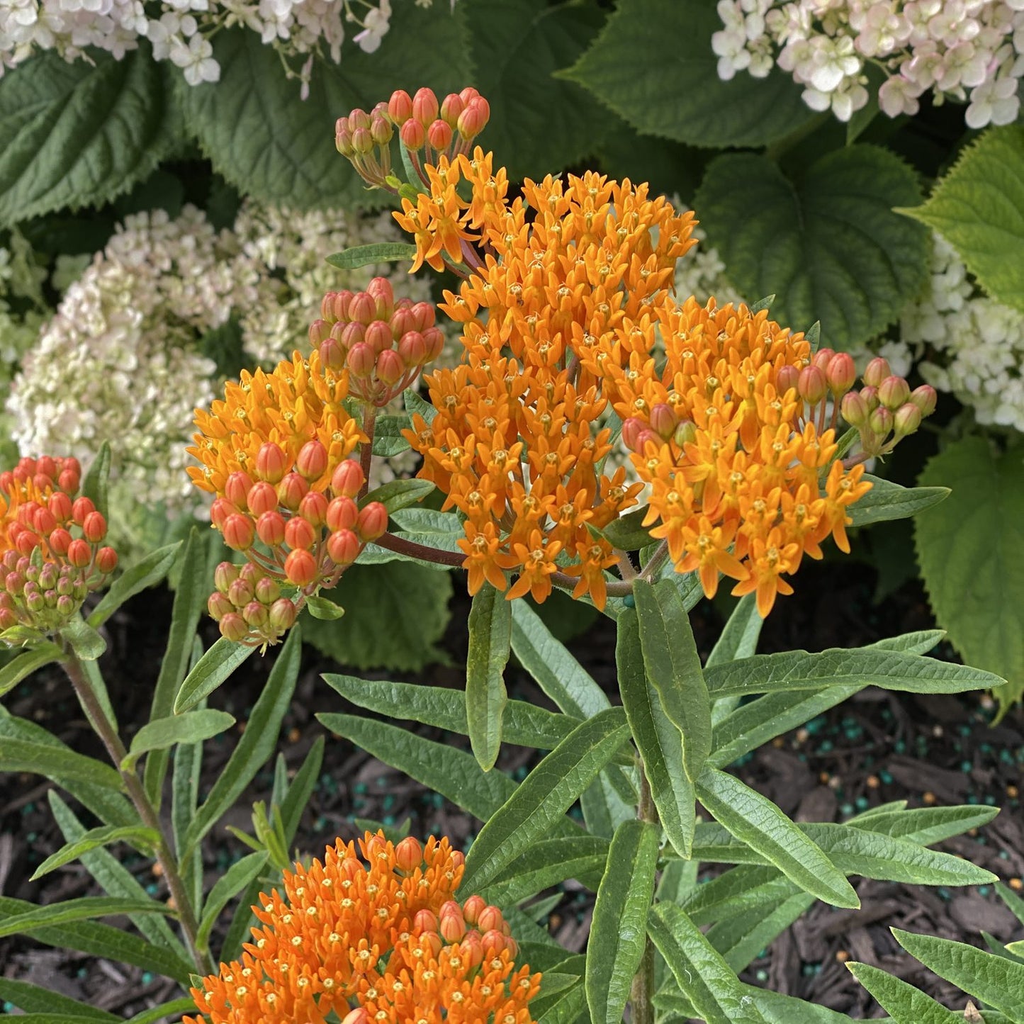 Butterfly Weed Milkweed (Asclepias) - Photo Property of Garden Crossings LLC