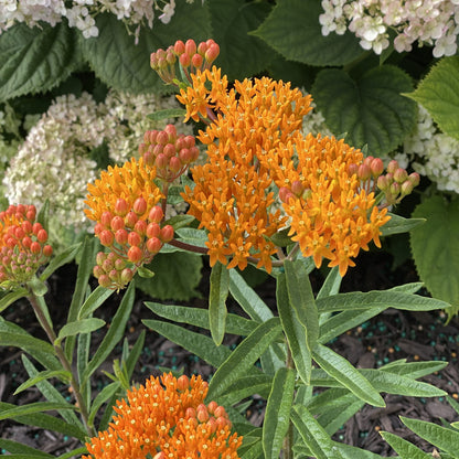 Butterfly Weed Milkweed (Asclepias) - Photo Property of Garden Crossings LLC