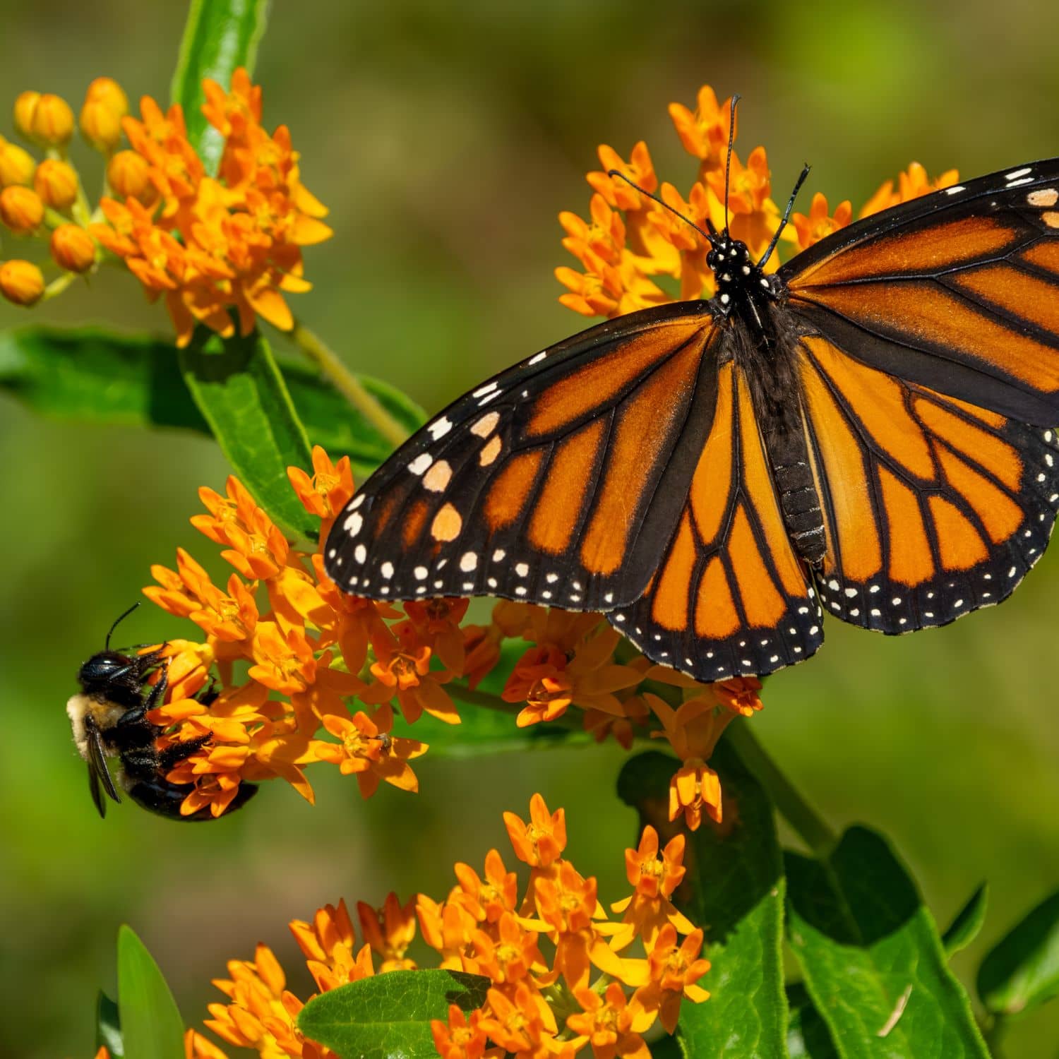 A monarch butterfly with orange and black wings perched on bright orange milkweed flowers, with a small bee nearby on green foliage - 