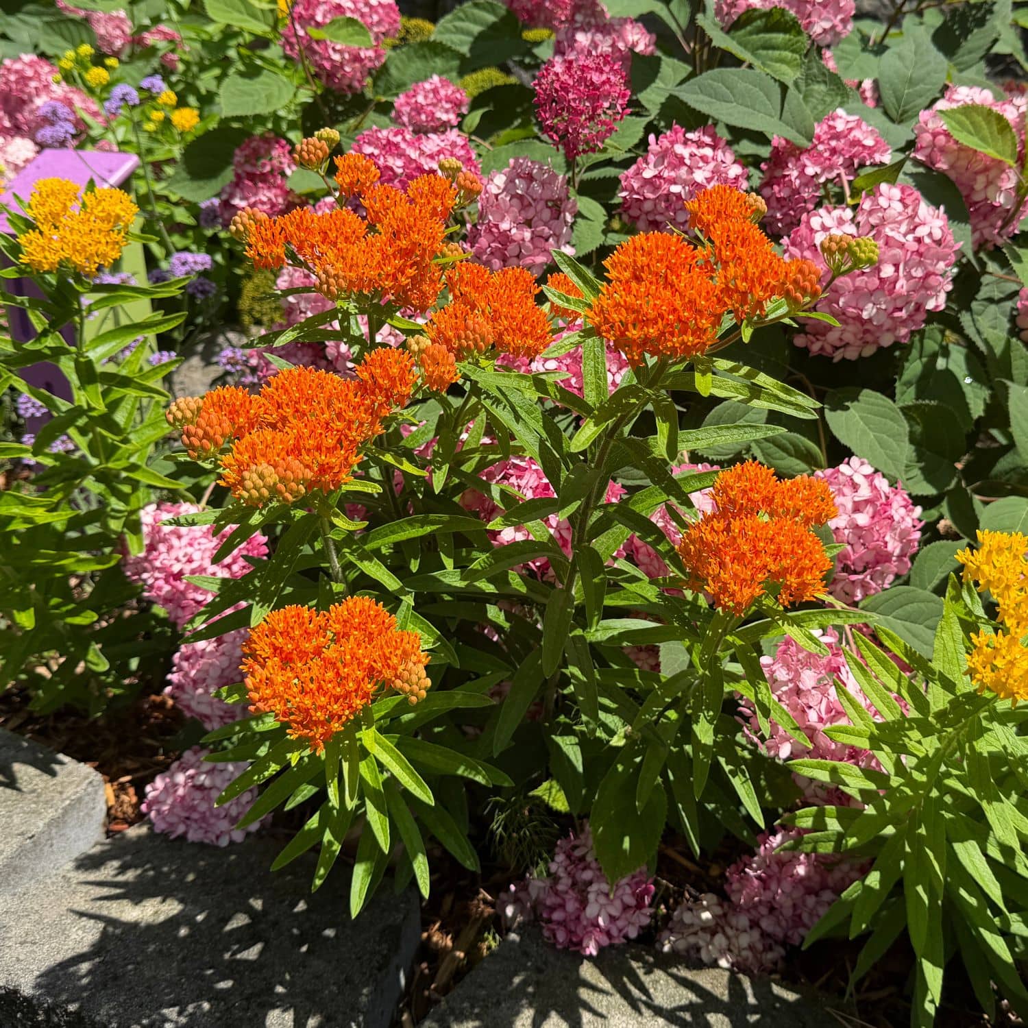 A close-up garden scene showing clusters of bright orange milkweed flowers, pink hydrangea-like blooms, and green foliage growing outdoors among stone edging and other plants - Photo Property of Garden Crossings LLC
