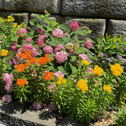 A garden bed filled with vibrant flowers, including pink hydrangeas, orange and yellow milkweed flowers, and green foliage, planted in front of a rustic stone wall - Photo Property of Garden Crossings LLC