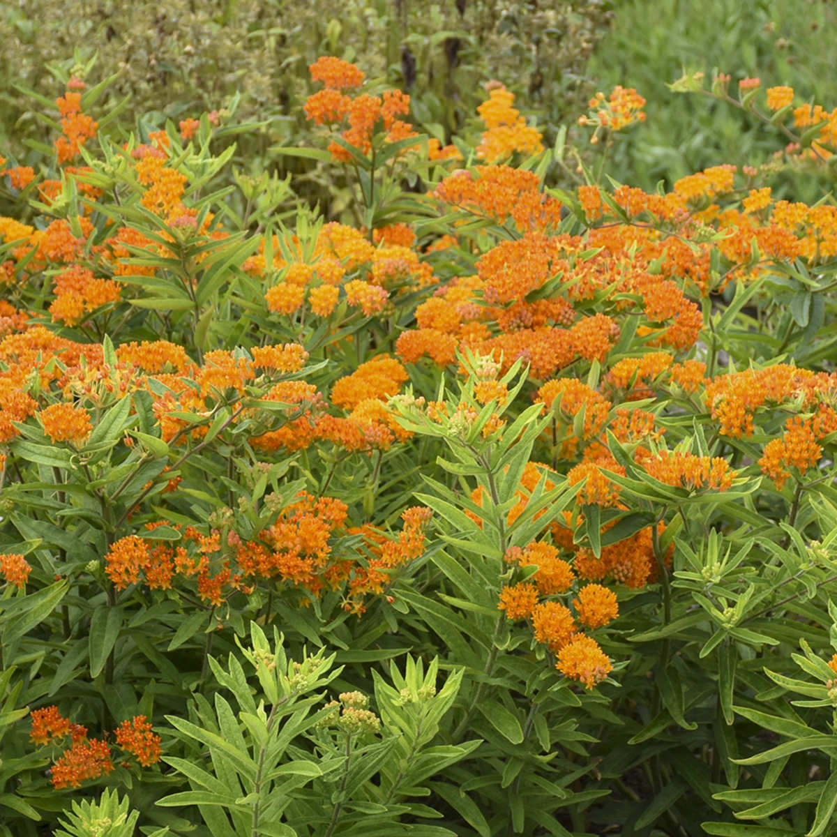 Butterfly Weed Milkweed (Asclepias) - Photo Courtesy of Walters Gardens, Inc.