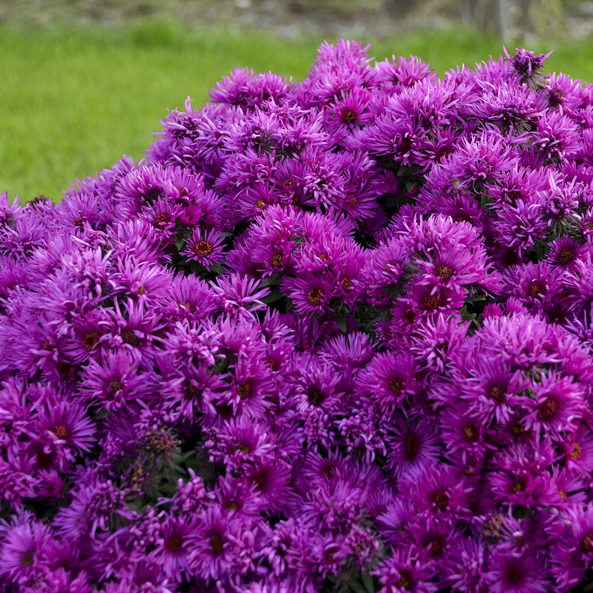Close-up of a dense cluster of vibrant purple-pink 'Pink Crush' New England Aster flowers with narrow petals and green stems, set against grass and rocks - Photo Courtesy of Walters Gardens, Inc.