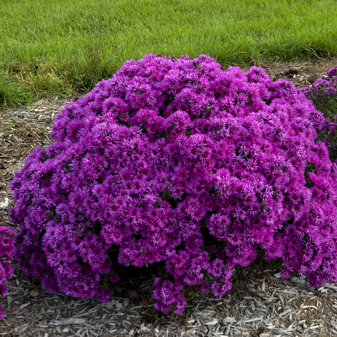 ‘Pink Crush’ New England Aster forms a dense, rounded bush covered in vivid purple-pink blooms, brightening mulched garden beds and green lawns - Photo Courtesy of Walters Gardens, Inc.