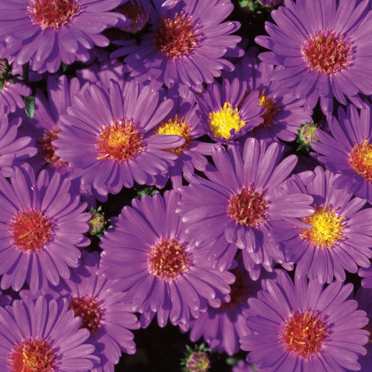 A vibrant cluster of 'Believer Purple' Aster flowers, featuring yellow and reddish-orange centers in full bloom—an eye-catching, colorful choice for fall decor as a container plant.