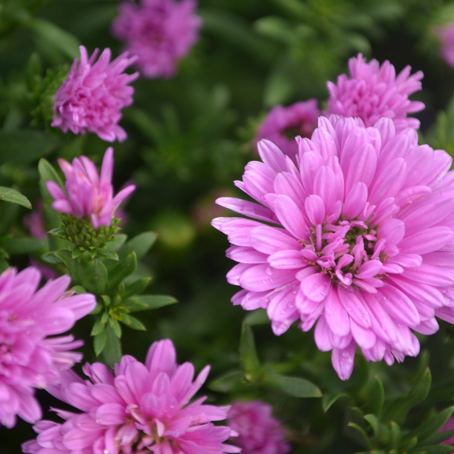 Henry™ I Pink' Aster - Photo Courtesy of Ball Horticulure, Inc.