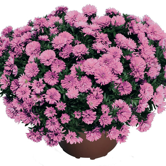 A potted Henry™ I Pink' Aster features dense clusters of vibrant pink blooms and dark green leaves, creating a lush display against a white background - Photo Courtesy of Ball Horticulture